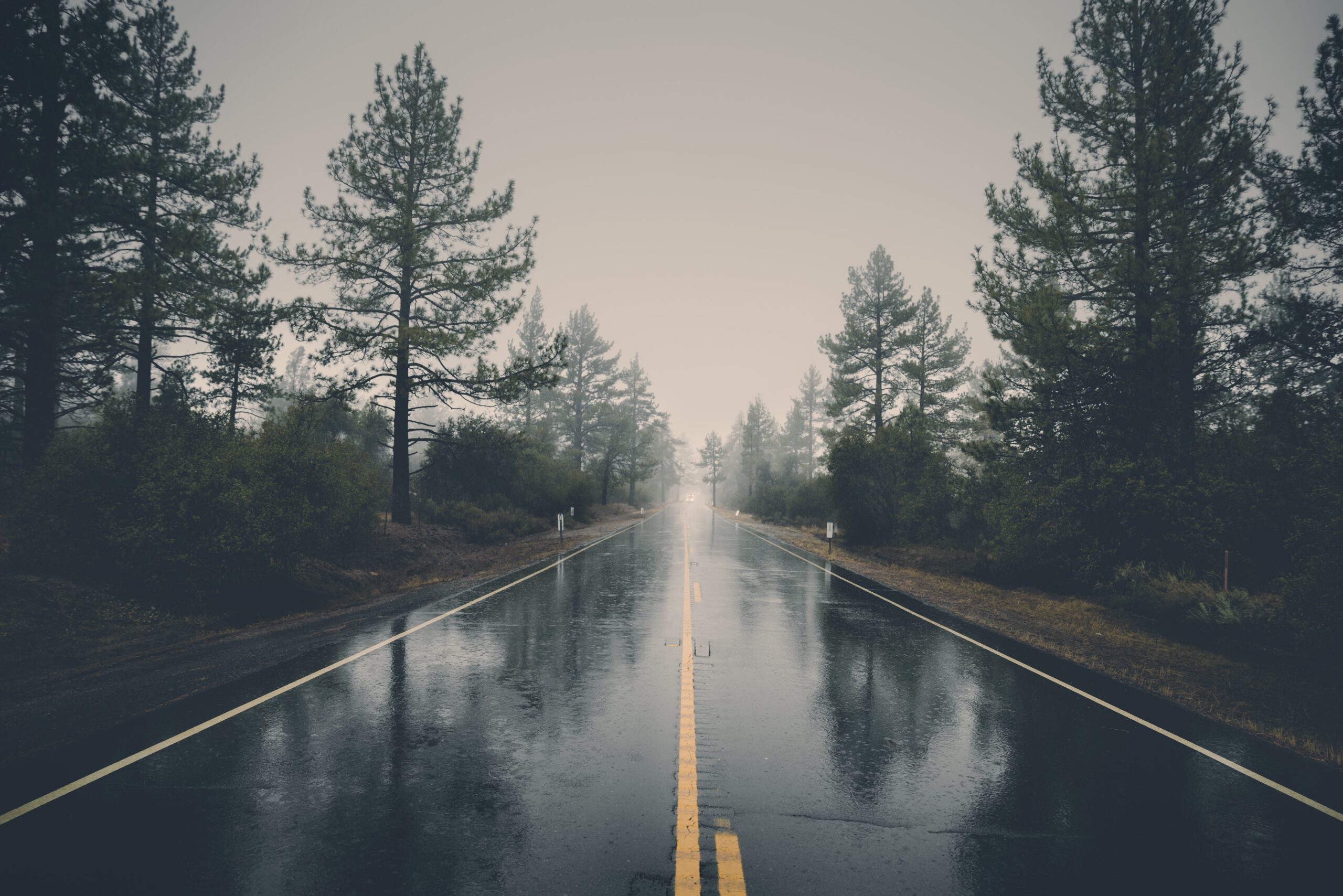 open road with pine trees and wet pavement