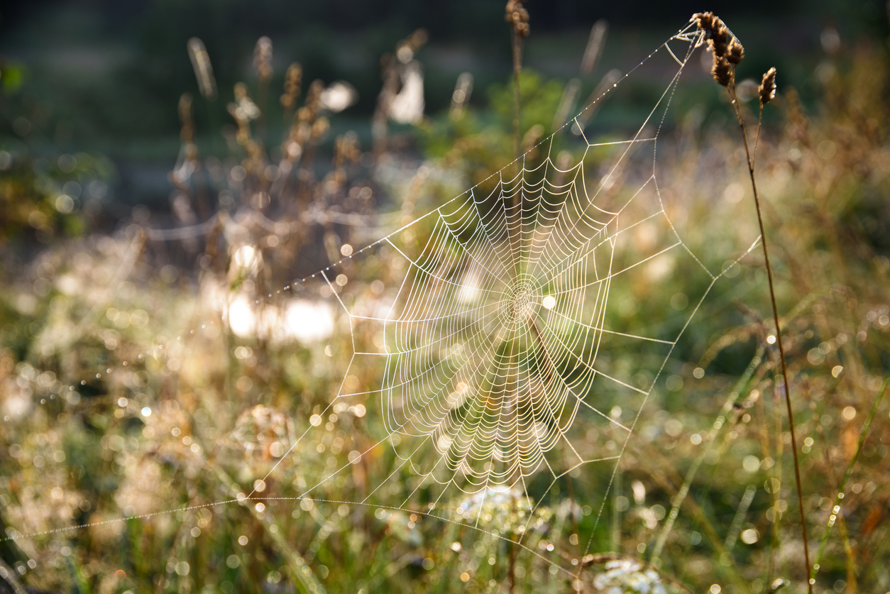 Intricate spiderweb glistening with morning dew in a sunlit meadow, symbolizing cybersecurity, interconnected networks, and resilience against digital threats.